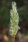 Sweet vernalgrass